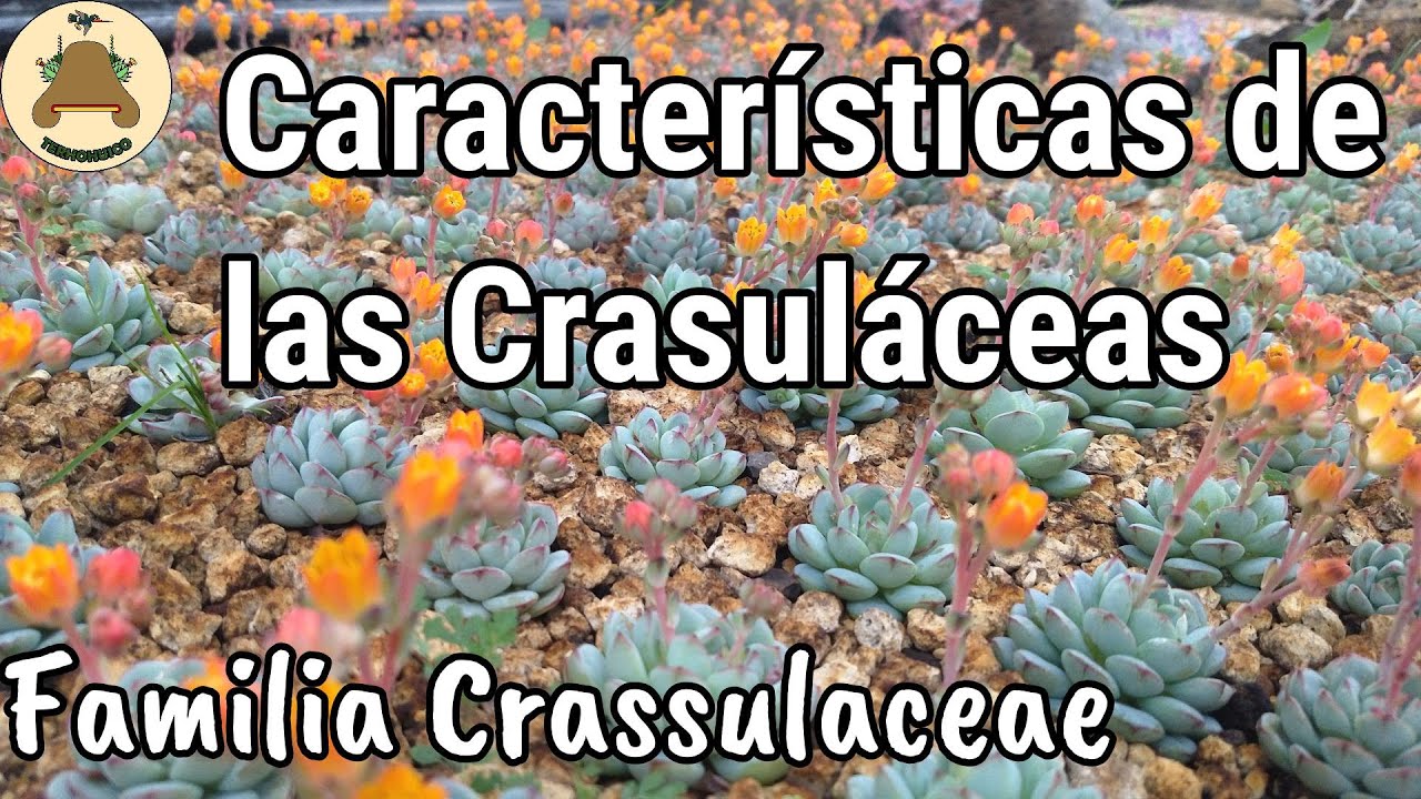 Características de las crasuláceas. Familia Crassulaceae. Episodio 1