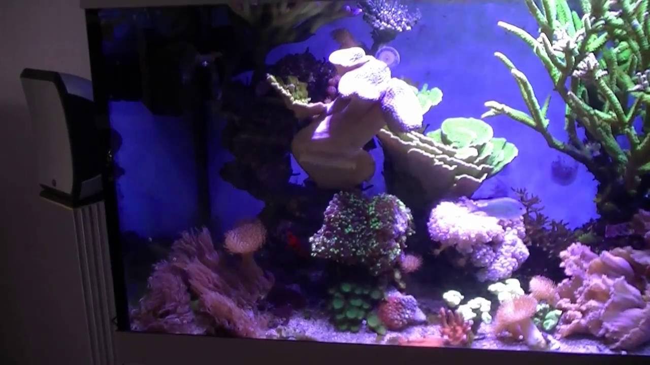 Qube 50 - LED - Aqua Medic - Review by DreamReef.nl (English)