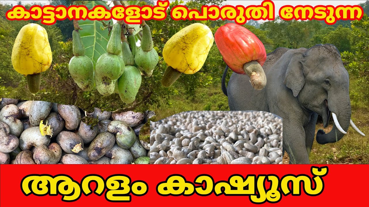 കാട്ടാനകളോട് ജയിച്ച് ഏഷ്യയിലെ ഏറ്റവും സ്വാദുള്ള ആറളം കശുവണ്ടി #aralam #elephant #farmers #kannur