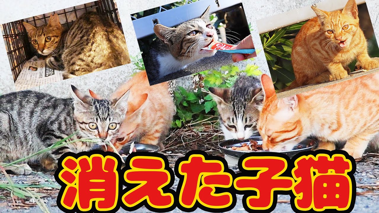 【子猫 母猫 捕獲】生きてた！死との不安の闘いにボランティアさん震えた…