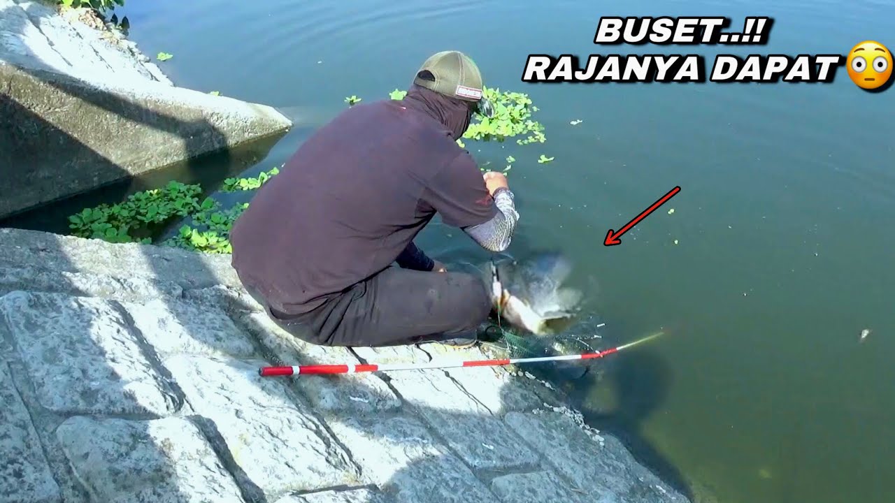 Ganas..! Mancing pas dapat rajanya sampai kuwalahan 