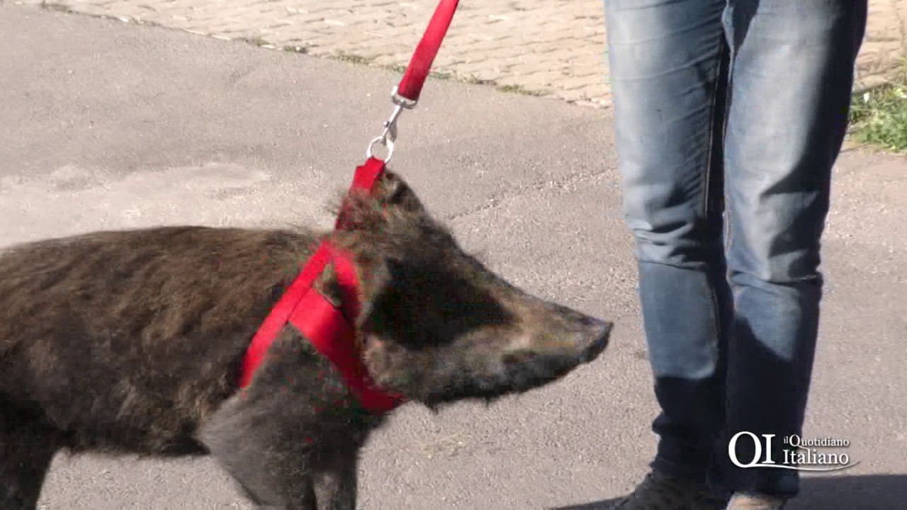 Cinghialina in marcia verso le sede del Comune di Bari