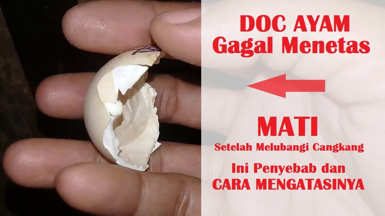 Kelembapan Tidak Terjaga, Doc Mati Setelah Melubangi Cangkang Telur