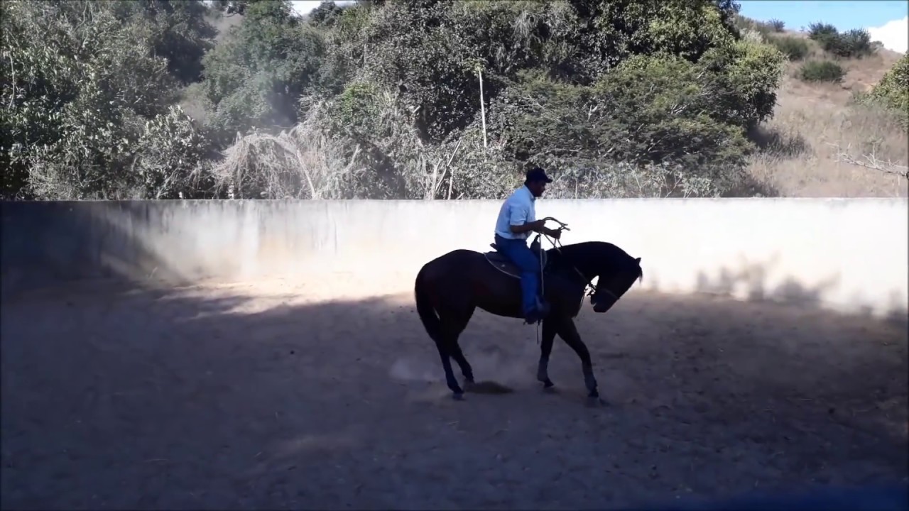 Steve -   Exercícios Montados
