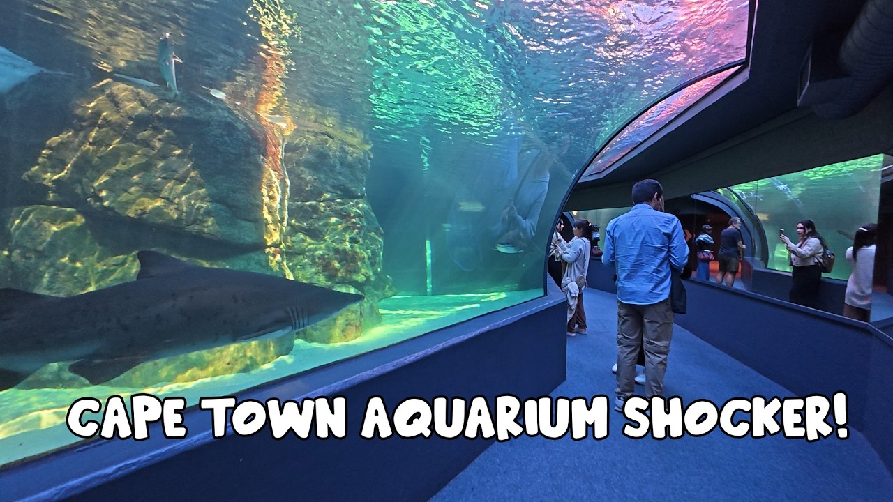 Cape Town Aquarium 4K: You Won't BELIEVE What's Inside! 🦈🐠🐧