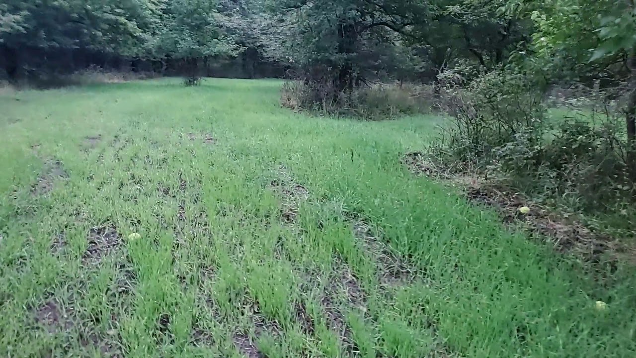 Cereal Rye and Oats Planted for Winter forage in wooded fingers