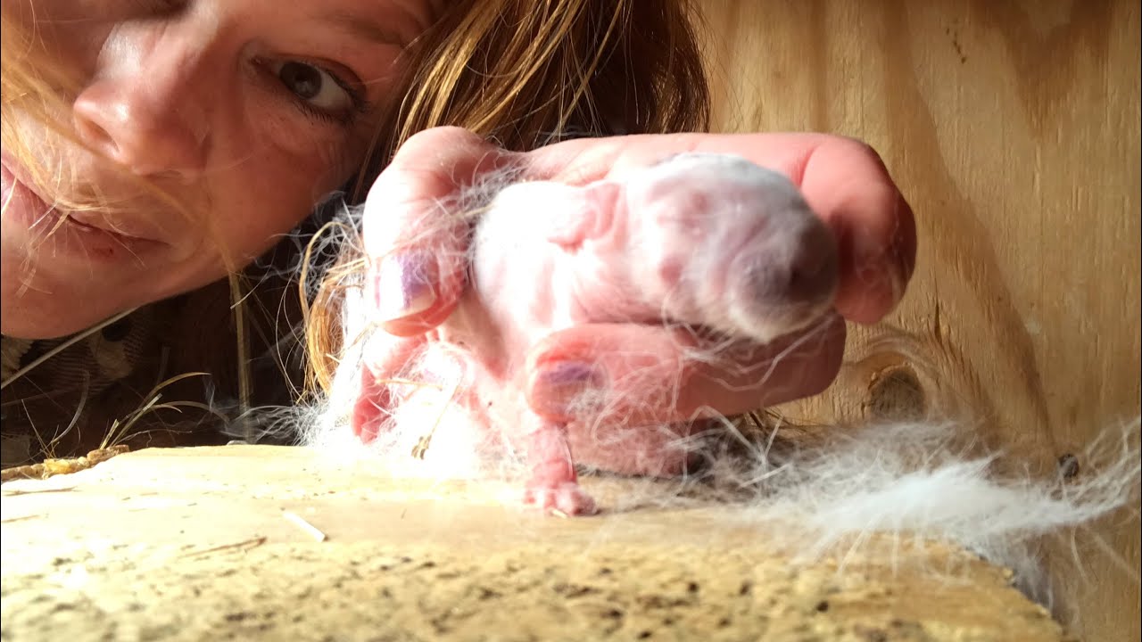 Baby Rabbits and Digging for Dead | Do I Check the Rabbit Nest?