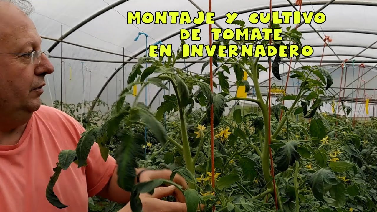 Montaje y cultivo en invernadero @naturnatur