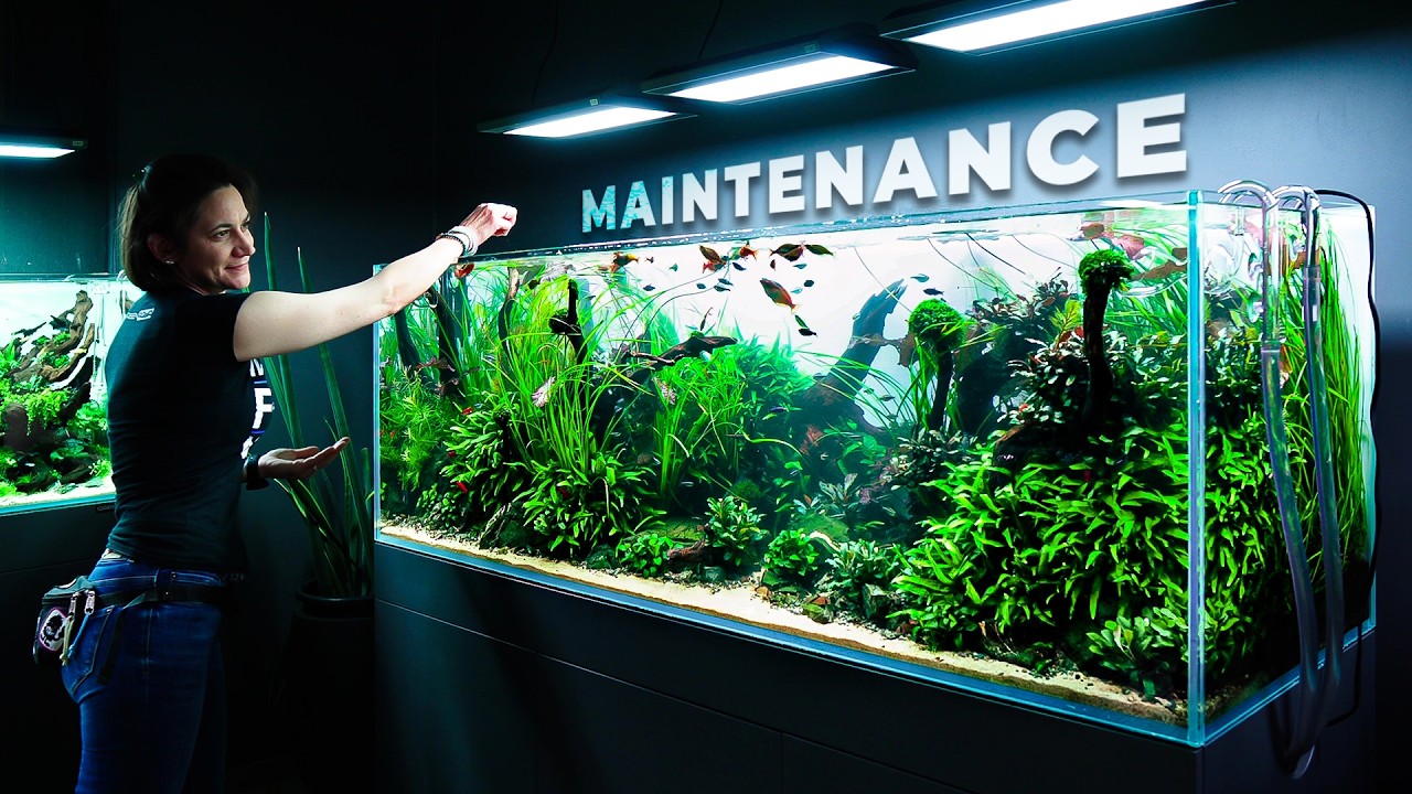 Gallery Tank Maintenance: 650 Liters of Nature