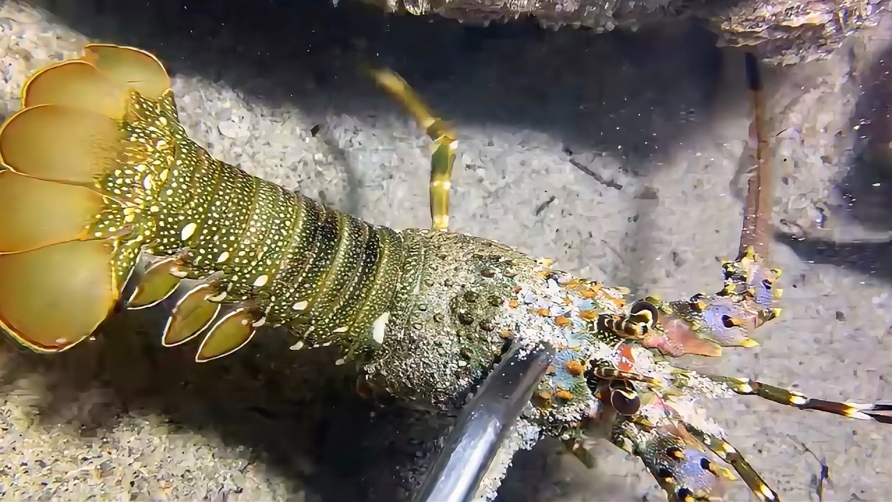 Diving Seafood Adventure - All Today's Surprises！032 #diving #fishing #lobster #crab
