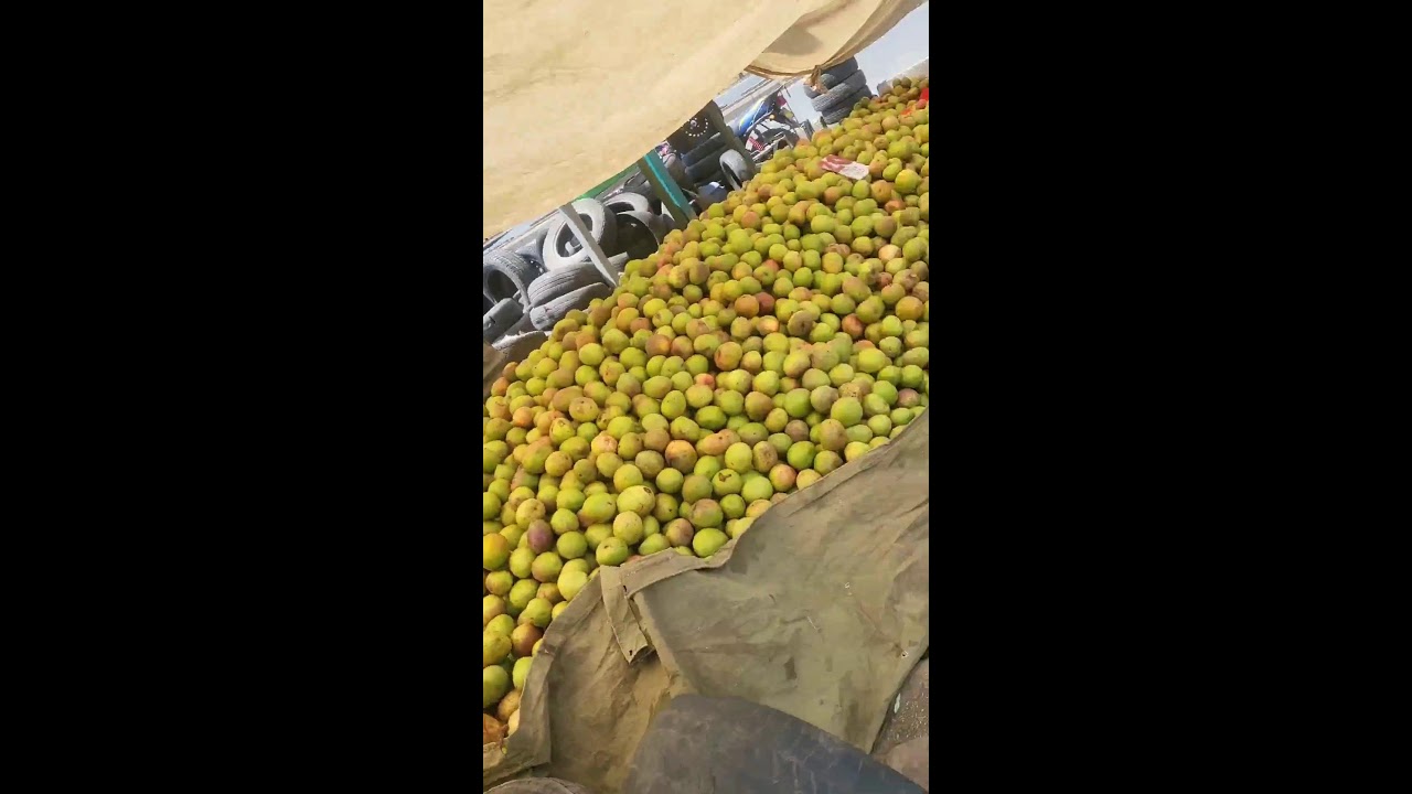 Plenty mangoes