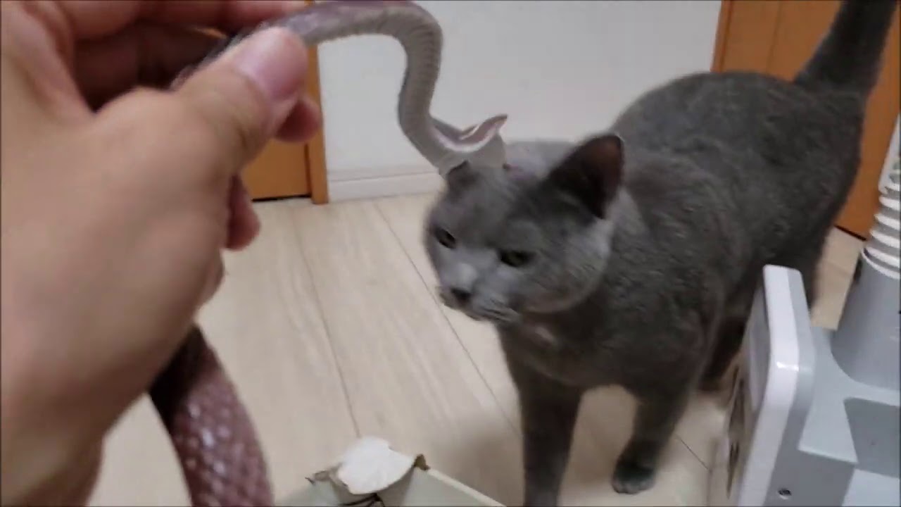 ヘビ使いが狂暴猫にバトルを挑むも「甘える」という反撃をされる。