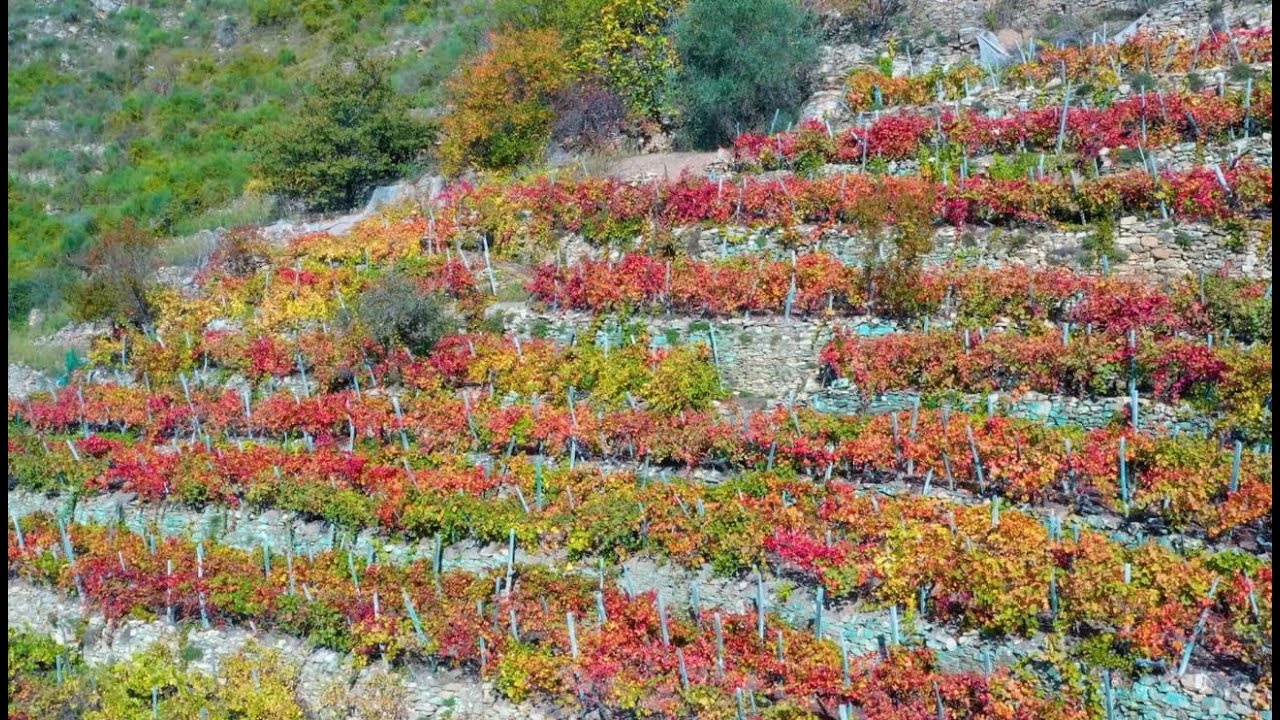 Montalto Carpasio - I sapori