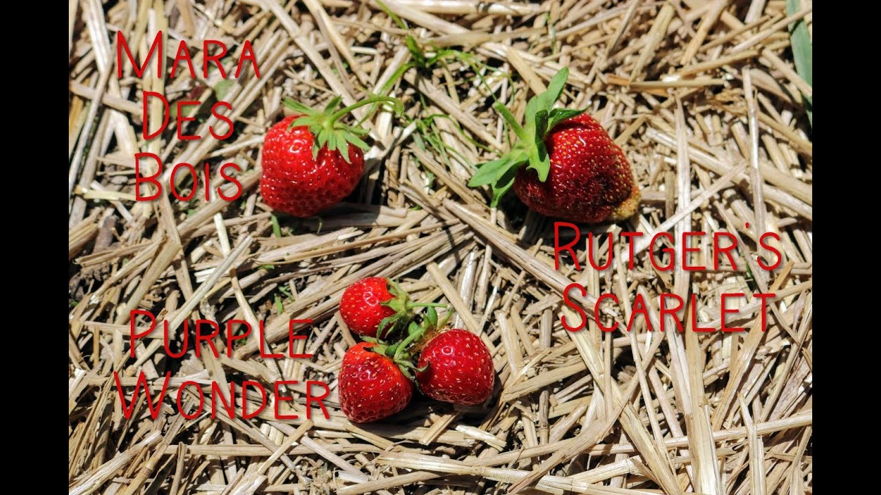 Strawberry Taste Test - Some of the Best Tasting Strawberries you can GROW @HOME