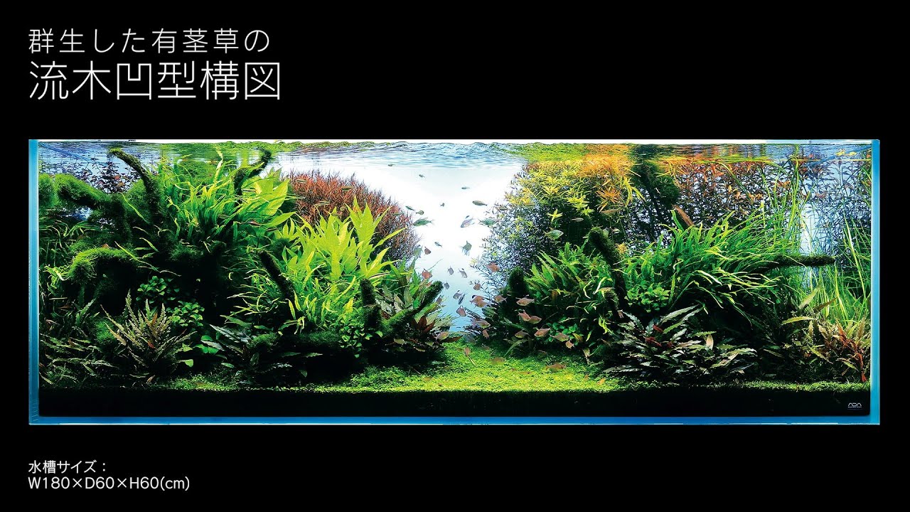 [ADAview] 180cm水槽レイアウト 流木凹型構図編