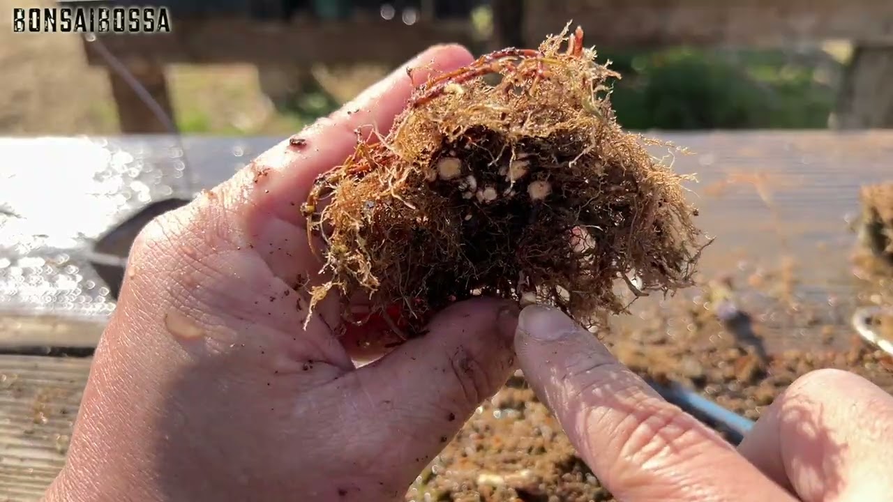【KED15】ミニ鉢を使いたかっただけ #盆栽 #bonsai