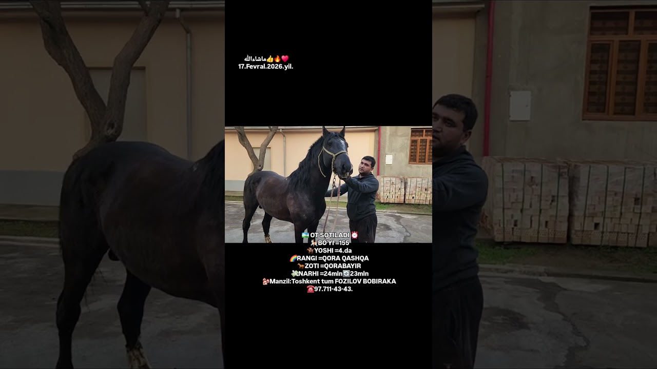 🇺🇿 OT SOTILADI ⏰️🎠BOʻYI =155🏇YOSHI =4.da 🌈RANGI =QORA🐎ZOTI =QORABAYIR 💸NARHI =23,5mln☎️97.711-43-43.
