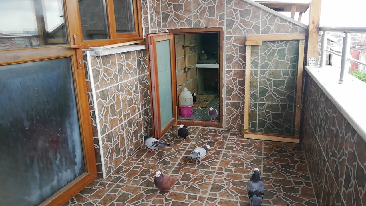 Postaları verdim yeni baska güvercinleri aldım