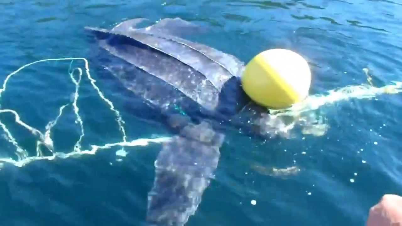 Giant Leatherback Sea Turtle Freed From Entanglement
