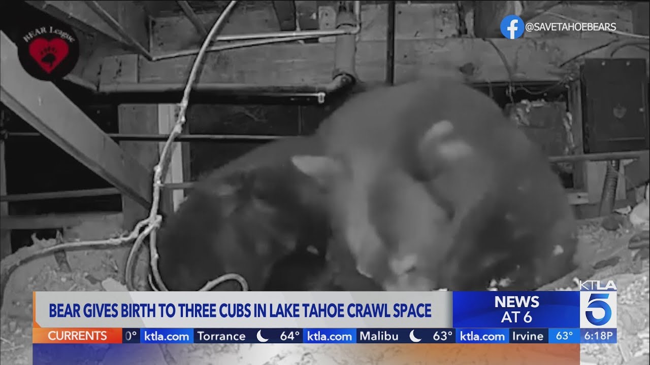 Bear gives birth to three cubs in Lake Tahoe crawl space