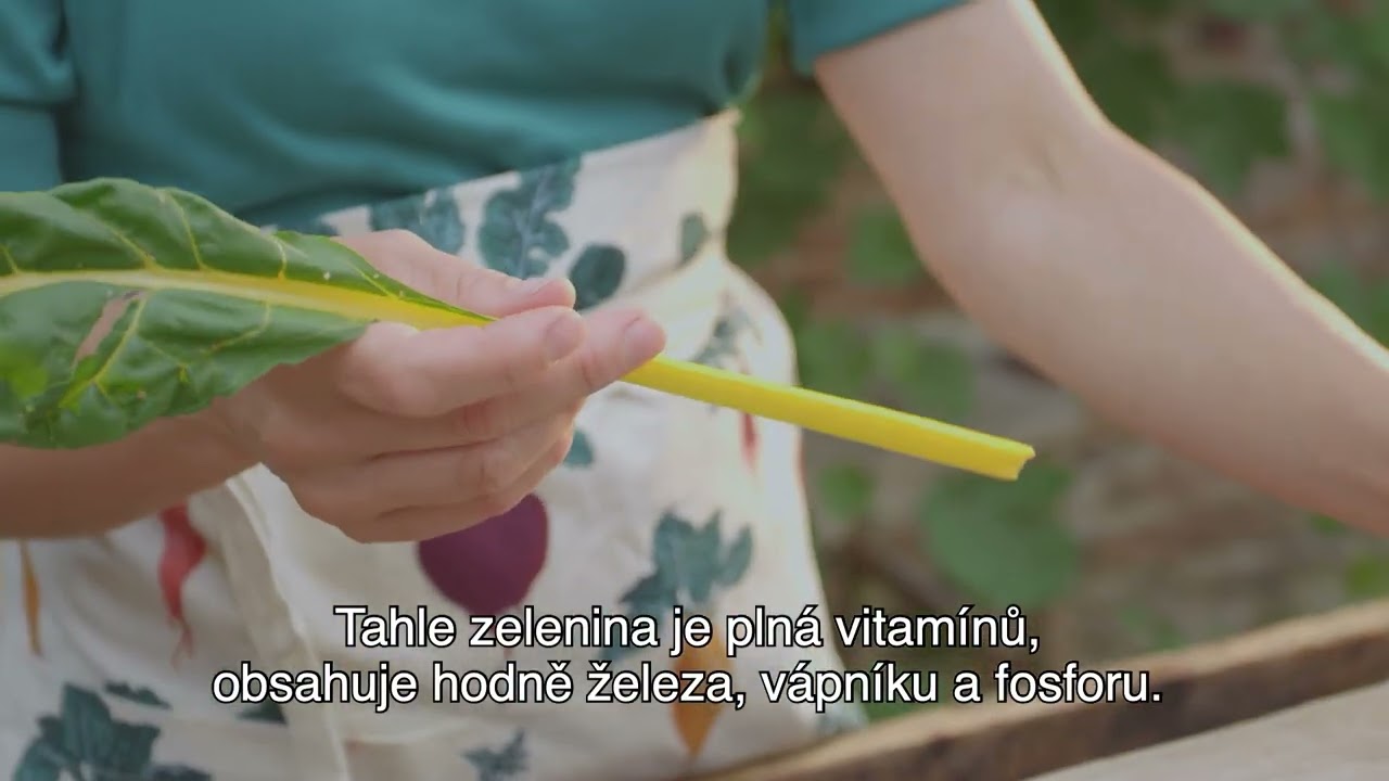 Mangold, netradičn&iacute; barevn&aacute; zelenina