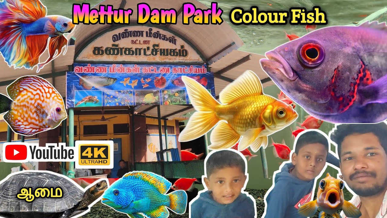 ஆமை பாக்கலாம் வாங்க🤩 | மேட்டூர் டேம் பார்க் வண்ண மீன்கள் கண்காட்சியகம் |#colourfish #metturdampark 