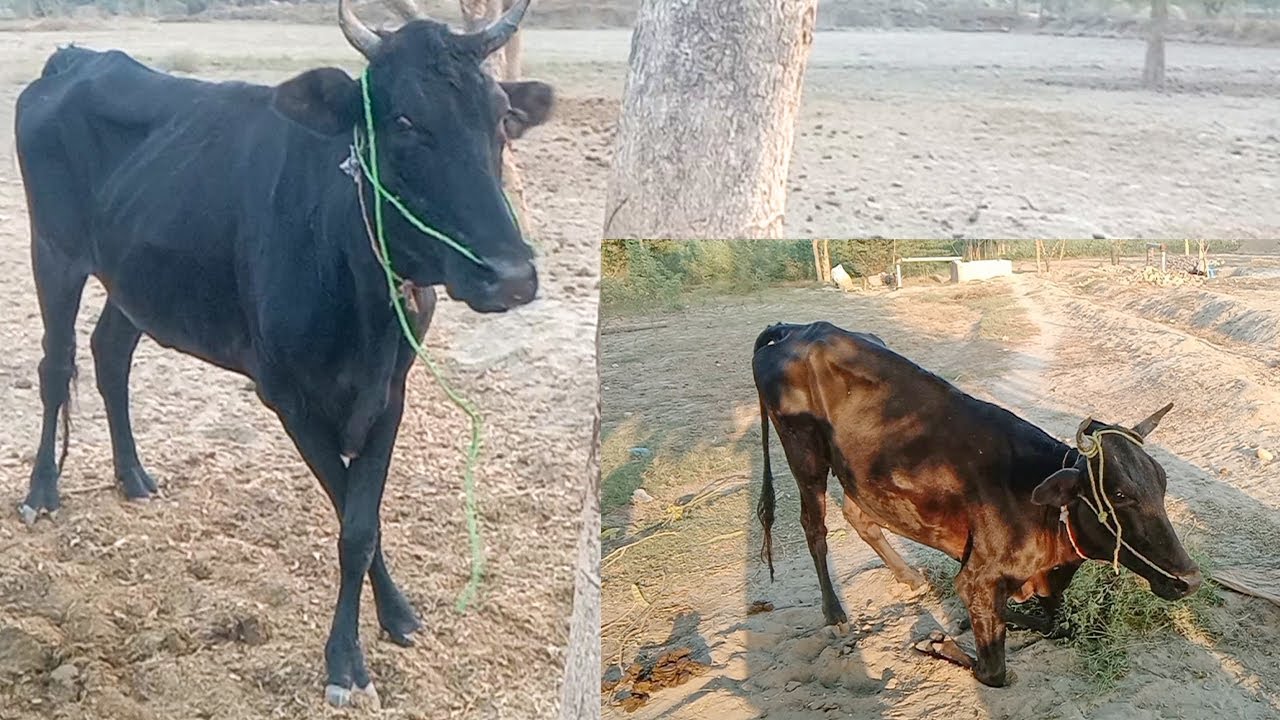 The Curious Cross Legged Standing Cow| Walking on Knees | कारण एवं सटीक इलाज | Dr ikram | Follow Up