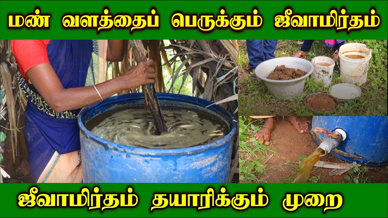 ஜீவாமிர்தம் தயாரிக்கும் முறை | How to Prepare Jeevamirtham ? |மண் வளத்தைப் பெருக்கும்  ஜீவாமிர்தம்