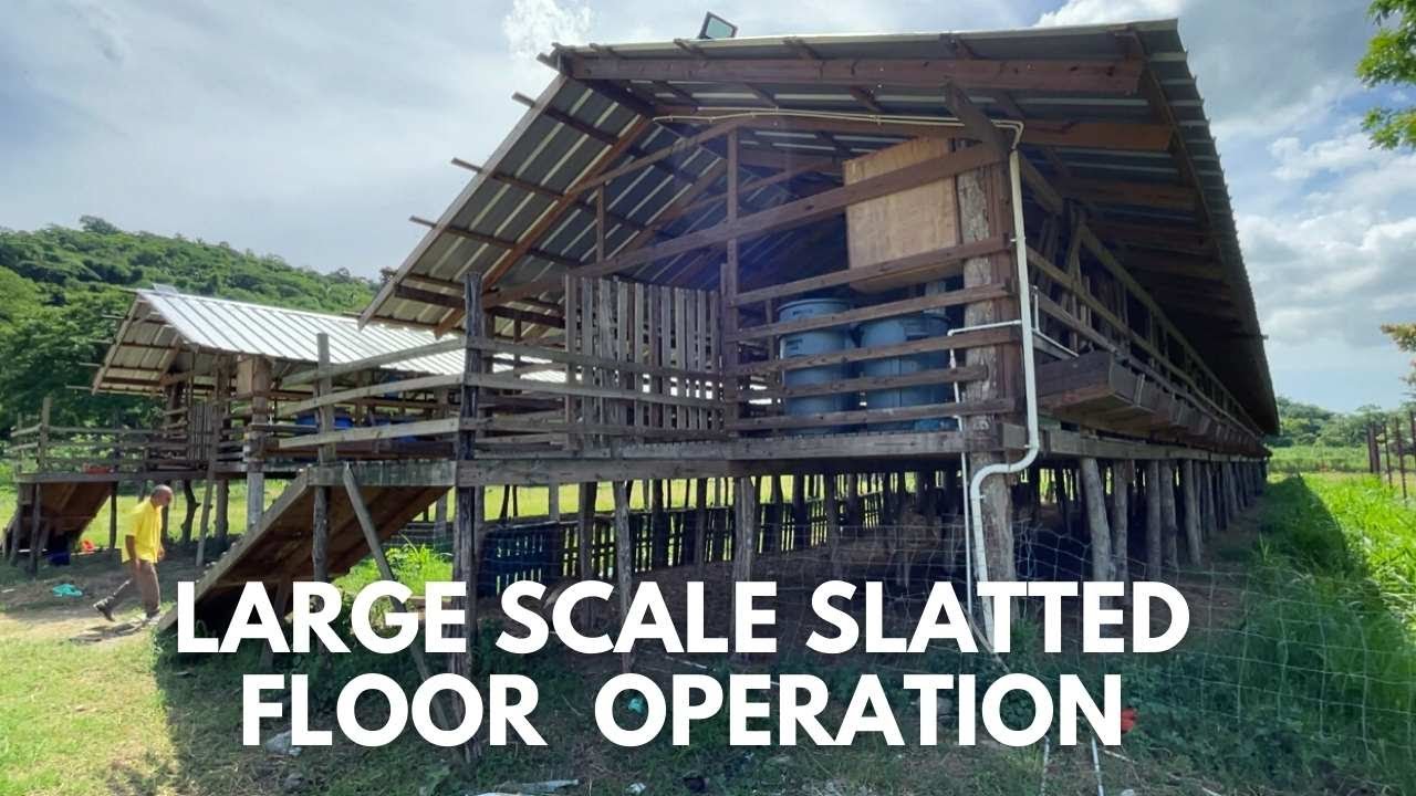 LARGE SCALE SLATTED FLOOR OPERATION || HOW SLATTED FLOOR MAKES YOUR OPERATION MANAGEABLE
