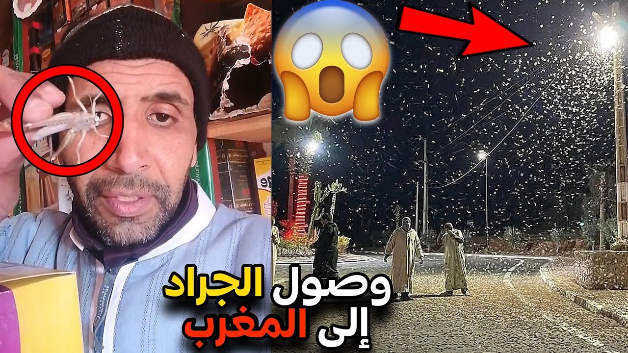 وصول الجراد إلى المغرب 🦗🇲🇦 واش بصح كايتكال وفيه البروتينات 😂💪
