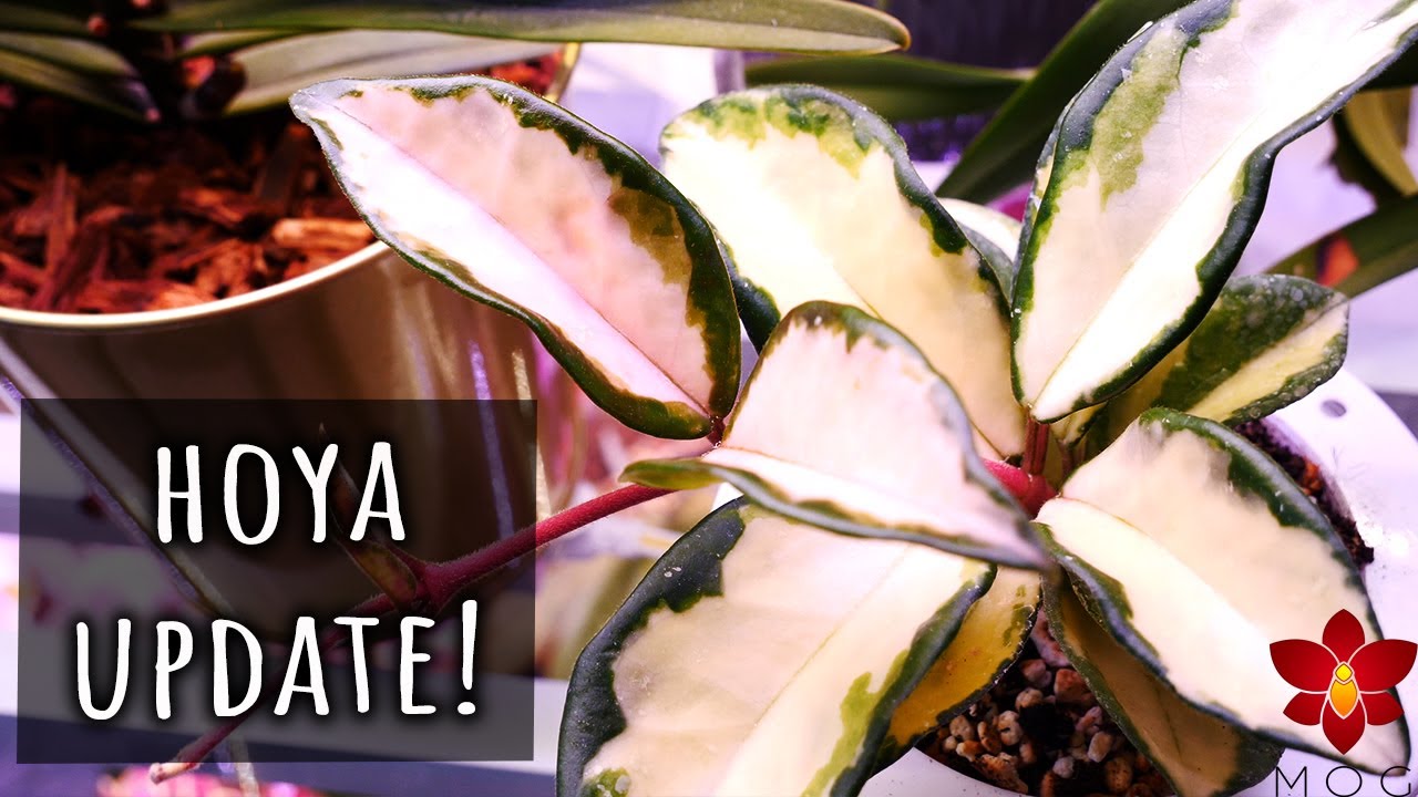 Hoya Plants Update + Did the hydrogen peroxide work?