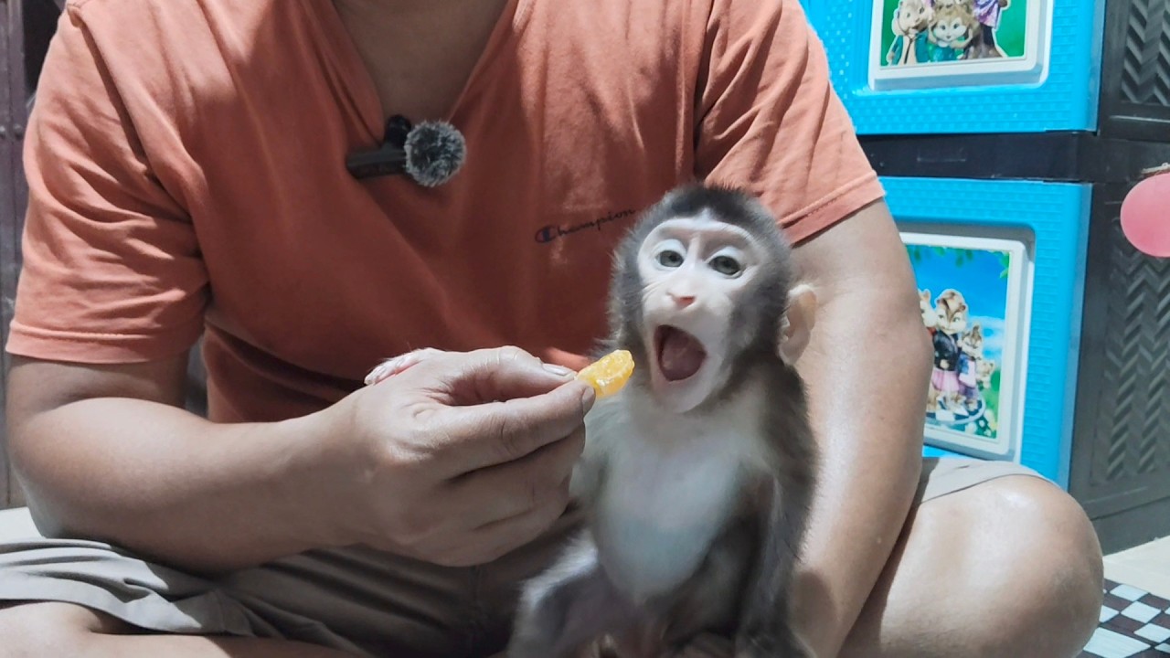 Poor baby monkey Boni choked on an orange