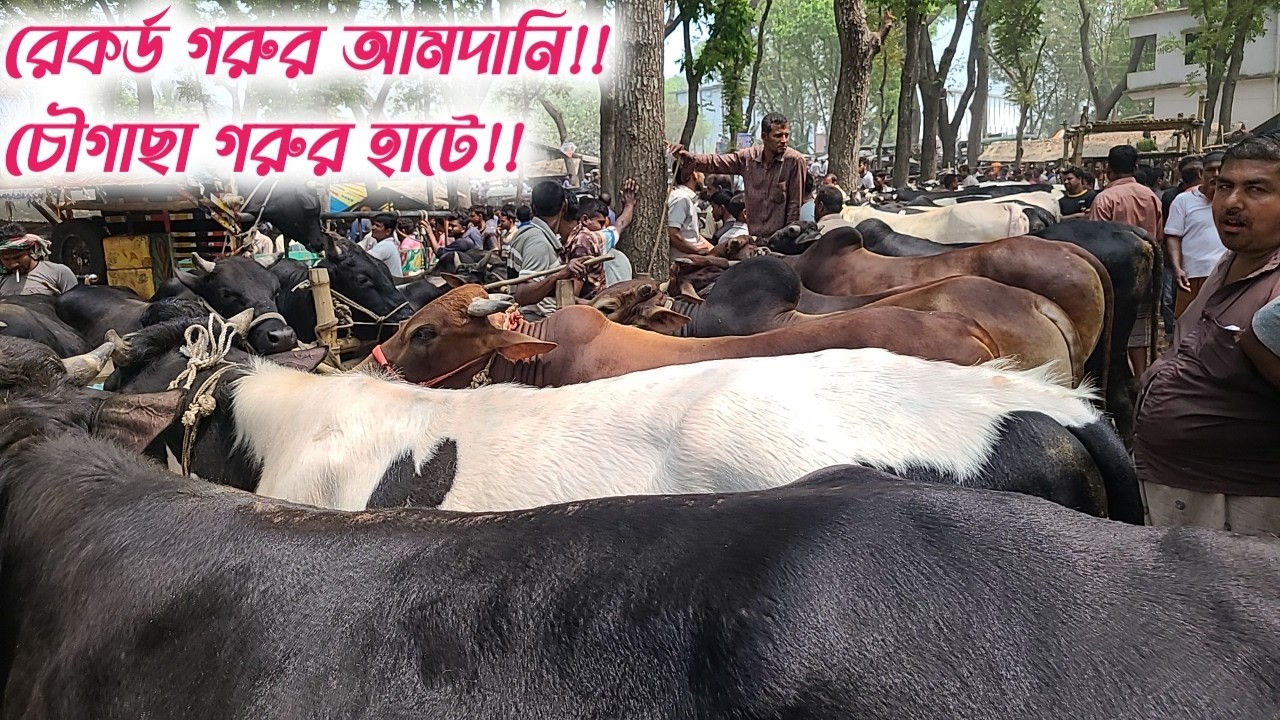 @ ১৩ মার্চ ২০২৬ রোজার ঈদকে টার্গেট করে জমজমাট চৌগাছা গরুর হাট