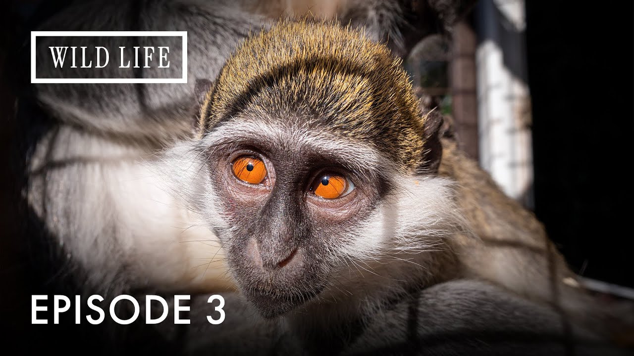 Untouched India:Secrets of the Sacred Wilderness | Destination Wild: India's Lost Worlds | Episode 3