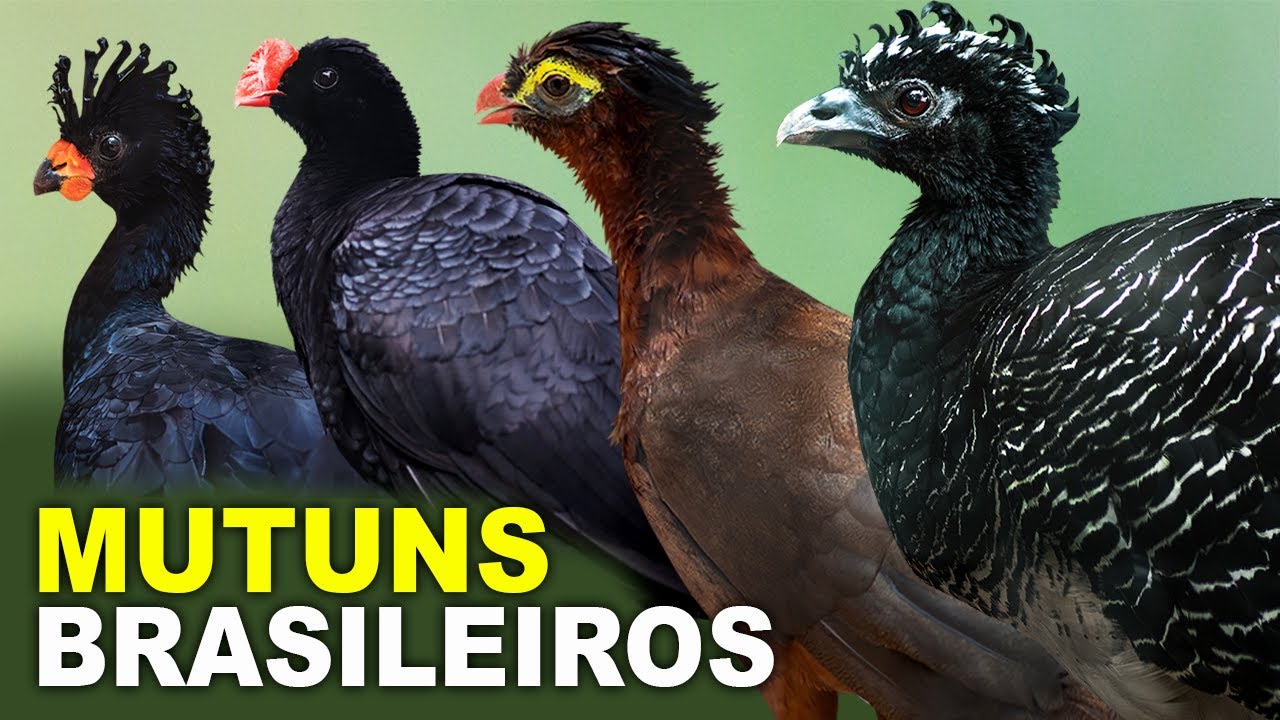 MUTUNS do BRASIL (ESPÉCIES) MUTUM-DE-PENACHO, MUTUM-DE-ALAGOAS, MUTUM-CAVALO (CRACIDAE), [MUTUM]