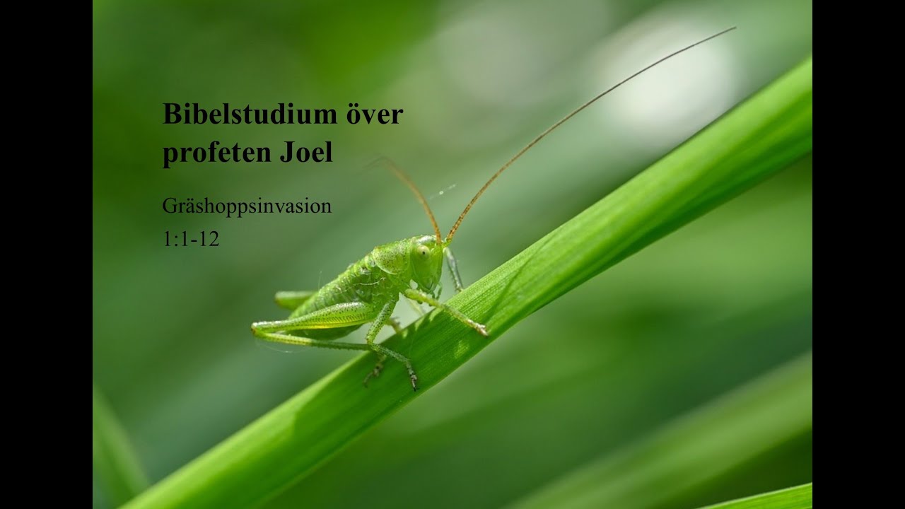 Bibelstudium över profeten Joel, del 1
