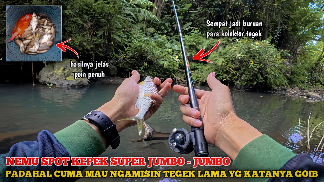 🍃 NEMU SPOT KEPEK SUPER JUMBO SAAT MAU NGAMISIN TEGEK LAMA YG KATANYA GOIB 💚 FL Special 240 cm 💥