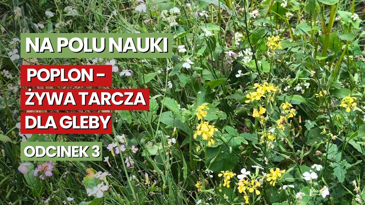 Na polu nauki, odcinek 3 - Poplon - żywa tarcza dla gleby