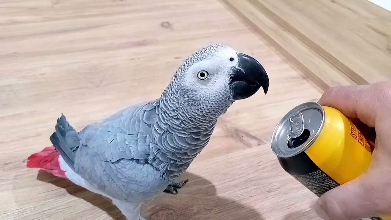 Parrot jko drink energy 🦜 - parrot bird jko 🦜 funny bird #parrot #birds #animals #funny 