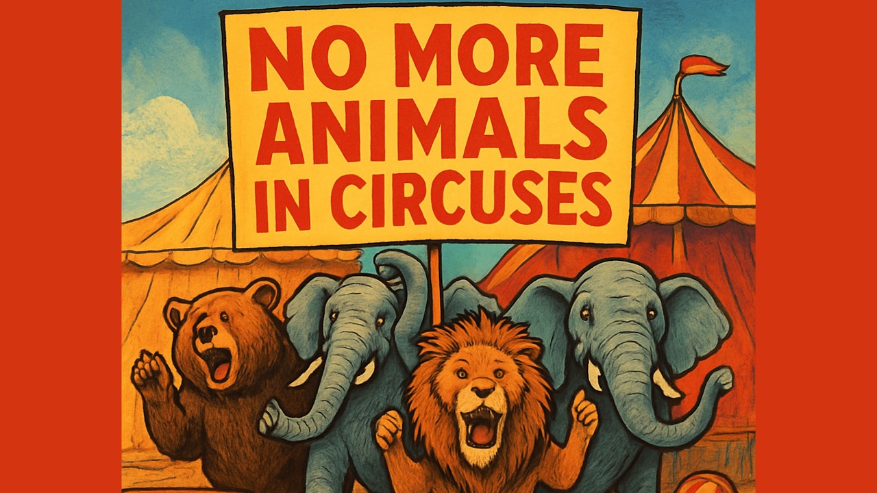 Maya Orfei Madagascar Circus - Cruelty to Lions, Elephants, Zebra, Giraffes, Camels - Dec 7, 2025