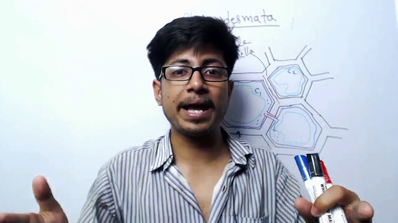 Plasmodesmata structure and function