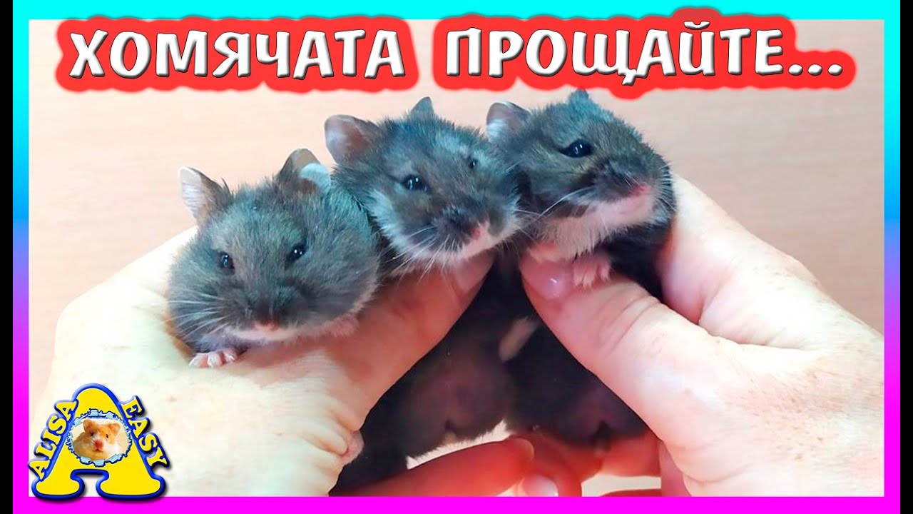 ЧТО С ХОМЯЧАТАМИ?/ УБОРКА В КЛЕТКЕ ХОМКИ / НОВЫЙ ДОМИК ДЛЯ ХОМЯКА / Alisa Easy Pets