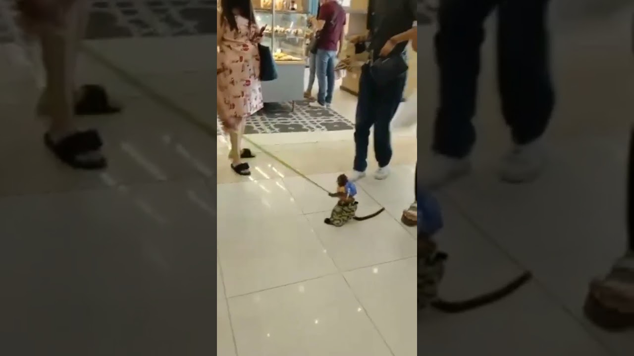 🐒Amazing Monkey 