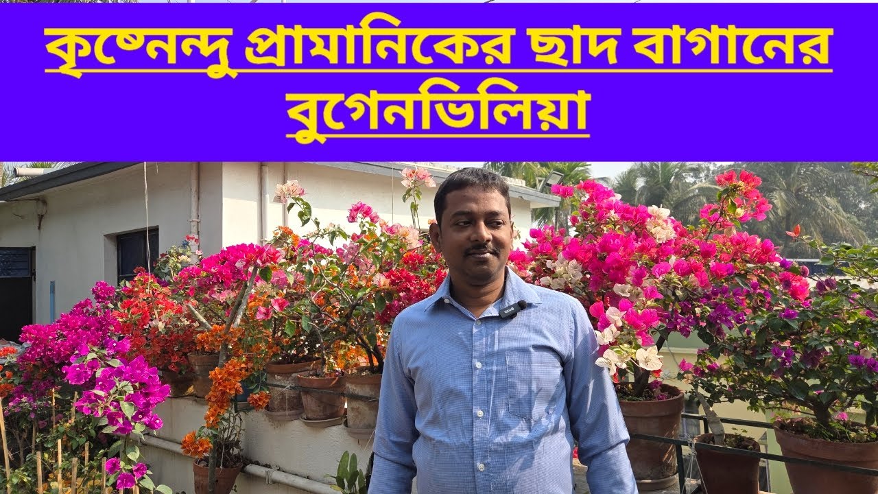 কৃষ্নেন্দু প্রামানিকের ছাদ বাগানের বুগেনভিলিয়া||Bougainvillea Of Krishnendu Pramanick||