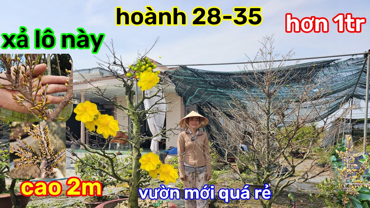 🌲30/1☎️vườn mai Chị Nhi☎️giảo thủ đức rin🌲vườn mai mới🌲lô siêu bự🌲hoành 30-35🌲giá 1tr bao ship 