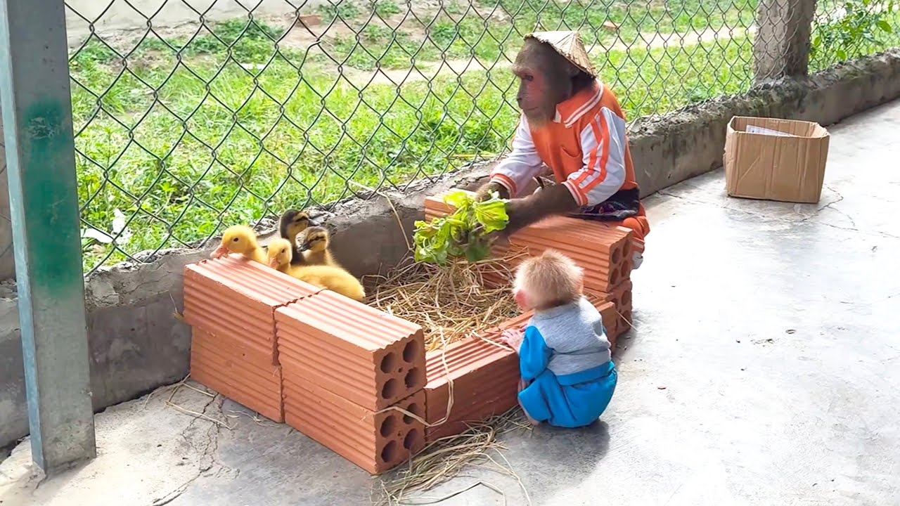 So Sweet! CUTIS and Baby Monkey Help Dad Care for Ducklings