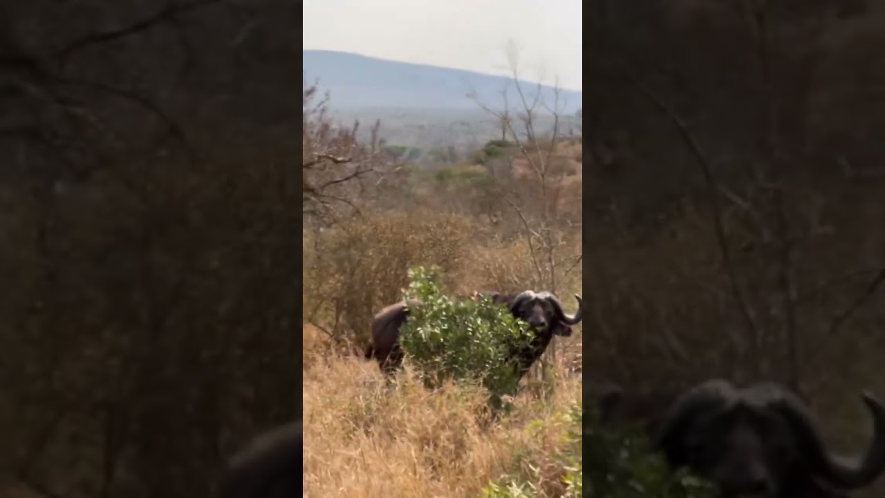 BUFFALO SIGHTINGS ON FOOT 🐾  Incredible learning from mentor @dylanubhejane  #trails #fgasa