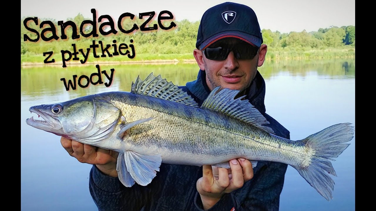 Sandacze z płytkiej wody ! Fox Rage