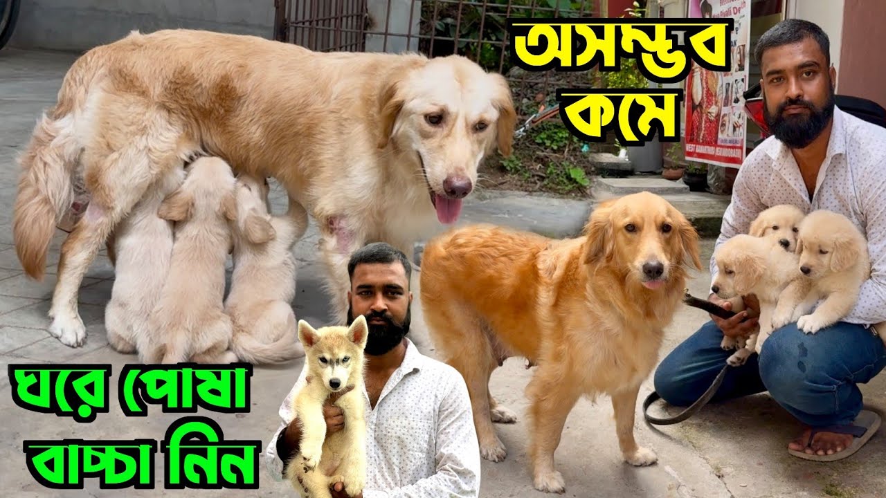 Home Breed Golden Retriever Puppies in Low Price. Dog Market in Kolkata Price.