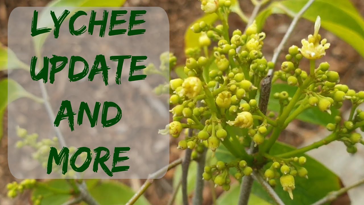 Lychee update and more